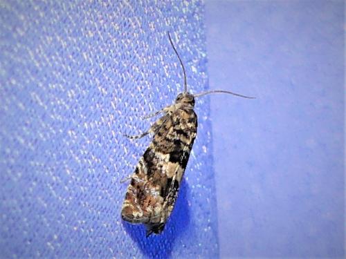 Réf. 307 456 : Epiblema costipunctana